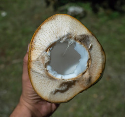 juicy coconut ready to drink 