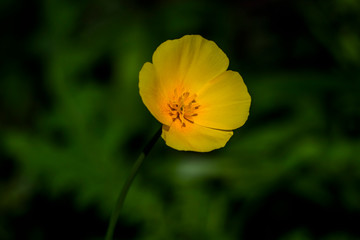 Single yellow flower isolated