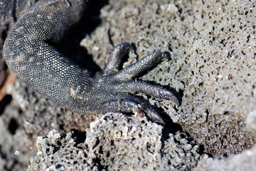 Marine iguana's claw from Galapagos
