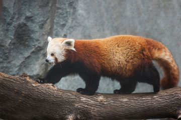Small Panda (Red Panda). Red Panda is a little bigger than a cat. On muzzle figure in the form of masks. Leads a nocturnal lifestyle, sleeps during the day. Small Panda has a peaceful nature.