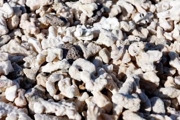rough sand from corals on the beach of Galapagos