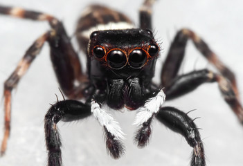 Macro Photo of Jumping Spider on White Floor