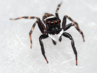 Macro Photo of Jumping Spider on White Floor