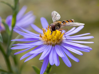 bee on flower