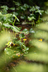 Yellow wildflowers