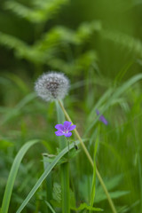 Purple wildflowers
