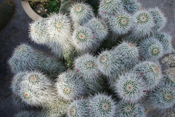 Cactus plant. Domestic botanical cactus for gardening.