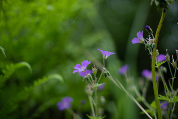 Purple wildflowers