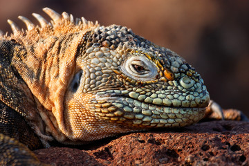 Galapagos land iguana sun basking, Ecuador