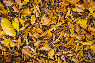 Abstract background of yellow autumn oak leaves lie curled up on the ground. Soft focus real forest. Habitat foliage