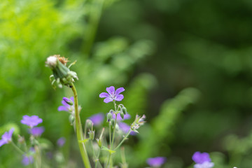 Purple wildflowers
