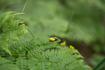 Leaves and yellow wildflower