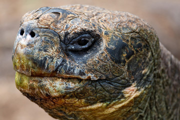 A portrait of the turtle in Galapagos