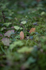 Funny mushroom, looks like ear