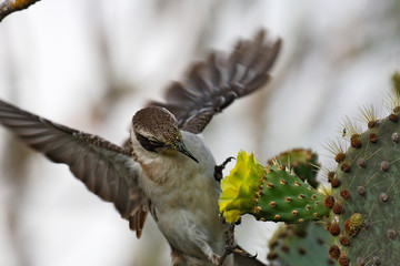 Floreana mockingbird eating on the cactus flower, Galapagos