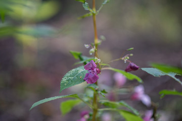 Pink wildflower