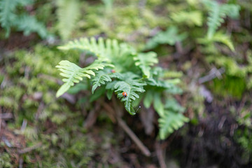 Green leaves and ladybug