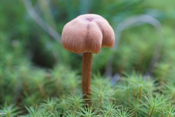 Pilz