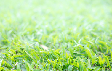 Many green leaves of tropical palm trees.