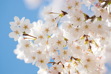 満開の桜
