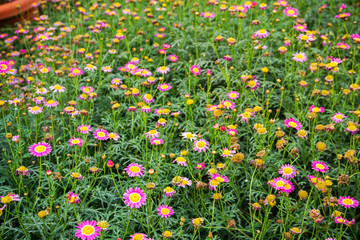 small purple flowers in garden