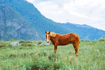 Fototapeta na wymiar horse grazing in a clearing