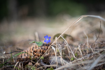 Blue anemone, spring flowers