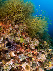 sea ​​bottom with many fish