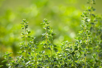 origano in a garden