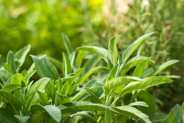 sage in a garden