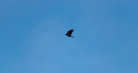 A large black crow flying on the background of blue sky. Dlackbird in flight.