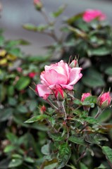 Fototapeta premium Bush of pale pink rose on a gray background