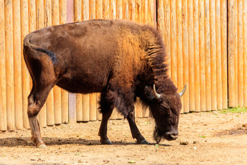 European bison (Bison bonasus), also known as wisent, auroch in a paddock at farmyard