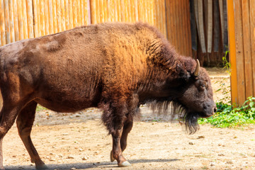 European bison (Bison bonasus), also known as wisent, auroch in a paddock at farmyard