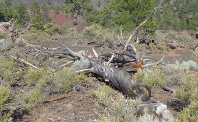 Summer in Arizona: Downed Burned Tree in Landscape Greening After Fire