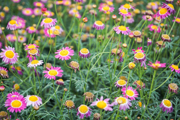 small purple flowers in the garden