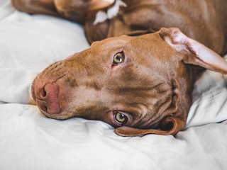 Lovable puppy of chocolate color lying on a white plaid. Close-up, top view. Studio photo. Concept of care, education, obedience training and raising of pets