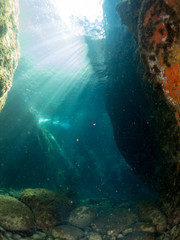 sea ​​bottom with many fish