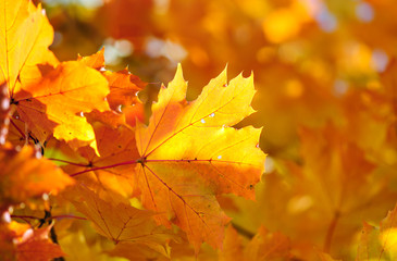 maple leaves on fall colored background