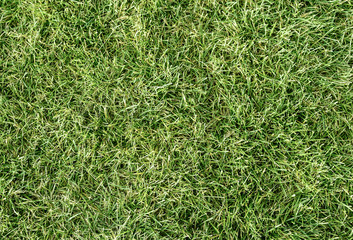 natural Green Grass background