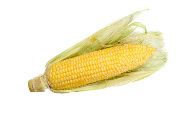 Single raw ear of corn isolated