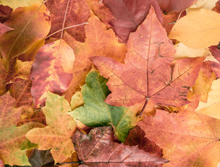 Naklejka na ściany i meble fall leaves background