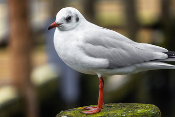 Black-headed Gull Winter Plumage