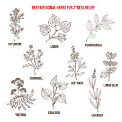 Best medicinal herbs for stress relief - obrazy, fototapety, plakaty