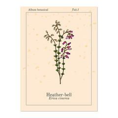 Heather-bell Erica cinerea , medicinal, ornamental and honey plant