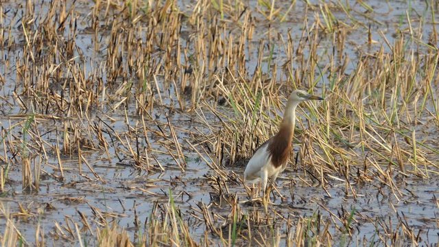 javan pond heron , bird in nature