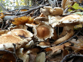 KODAK Digital Still Camera