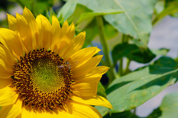 Honeybee flying to collect pollen on a sunflower in the morning