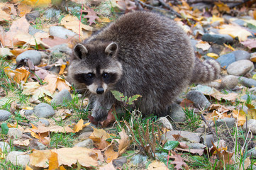 Raccoon.  Raccoon, or American raccoon is a carnivorous mammal. Pet's fur is thick and sumptuous,...