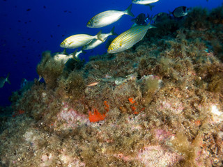 Fototapeta na wymiar seabed with corals and macro